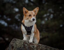 Load image into Gallery viewer, Luna Adventure Click N Go Dog Harness