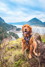 Load image into Gallery viewer, Wild Meadows Adventure Click N Go Dog Harness