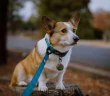 Load image into Gallery viewer, Summit Leash