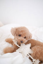 Load image into Gallery viewer, HOLIDAY STAR | CHRISTMAS DOG TOY
