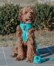 Load image into Gallery viewer, ‘Neon Blue&#39; Dog Waste Bag Holder by Sassy Woof
