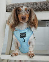 Load image into Gallery viewer, ‘Blumond’ Adjustable Harness by Sassy Woof
