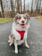 Load image into Gallery viewer, ‘Merlot’ Adjustable Harness by Sassy Woof
