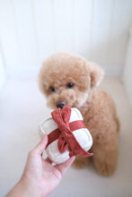 Load image into Gallery viewer, HOLIDAY BOX | CHRISTMAS DOG TOY
