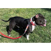 Load image into Gallery viewer, Neoprene Dog Leash – Scooby
