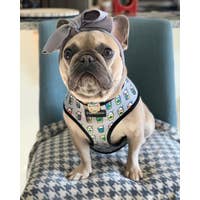 Load image into Gallery viewer, Dog Pet Reversible Health Harness | Mint StarPup
