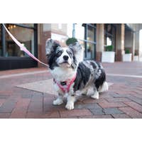 Load image into Gallery viewer, &#39;Dolce Rose&#39; Dog Fabric Leash by Sassy Woof
