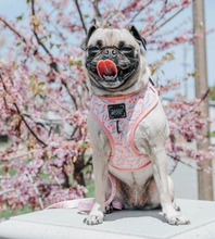Load image into Gallery viewer, &#39;Mama&#39;s Girl&#39; Adjustable Dog Harness
