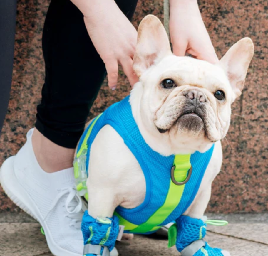 Dog boots hot pavement sale