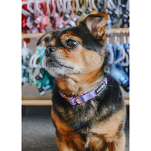 Load image into Gallery viewer, &#39;Aurora&#39; Dog Collar
