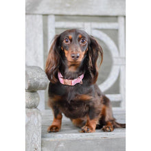 Load image into Gallery viewer, &#39;Dolce Rose&#39; Dog Collar by Sassy Woof
