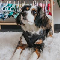 Load image into Gallery viewer, &#39;Baby got Black&#39; Adjustable Dog Harness
