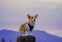 Load image into Gallery viewer, Luna Adventure Click N Go Dog Harness
