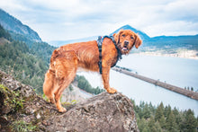 Load image into Gallery viewer, Wild Meadows Adventure Click N Go Dog Harness
